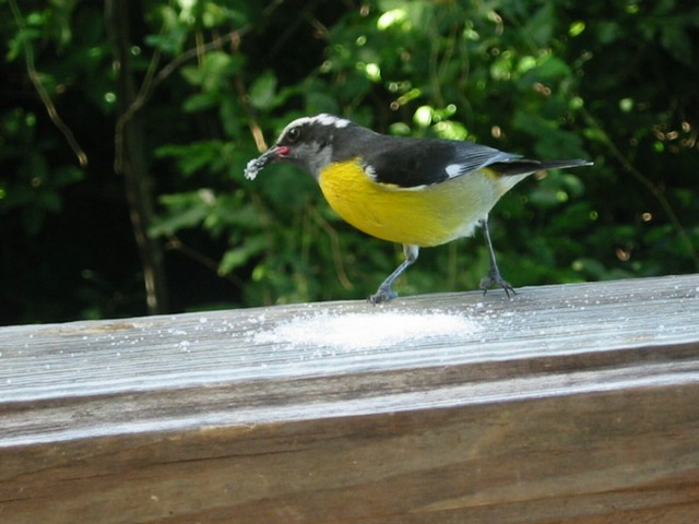 bananaquit1.JPG