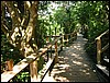 2b-jan02-mongoose2.JPG