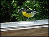 bananaquit1.JPG