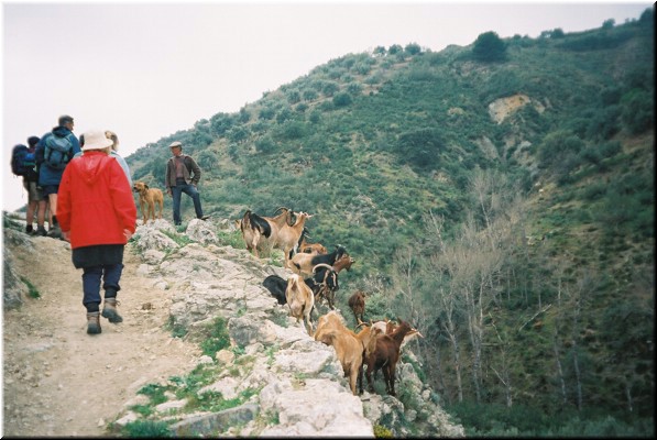 The goats we encountered were all over the main road down the mountain, surrounding our car. 