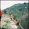 The goats we encountered were all over the main road down the mountain, surrounding our car.