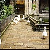 Cathedral geese and fountain