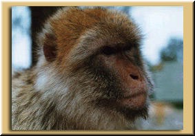 The highlight of every tourist's trip to the top - the lovable Barbary ape.