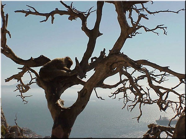 As if the monkeys themselves weren't photogenic enough, the top of the rock is covered with large bonsai trees. 