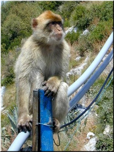 Really, they're not apes at all. They're macaques, a type of tailless monkey from North Africa.
