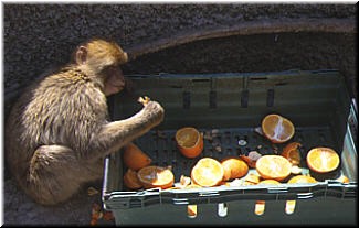 Legend has it that if the apes die off, Britain loses the rock. Can't let that happen, so free lunch is provided daily.