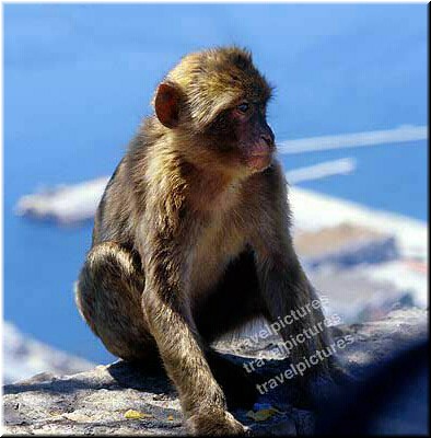 An adorable juvenile, finally big enough to pose for his own picture