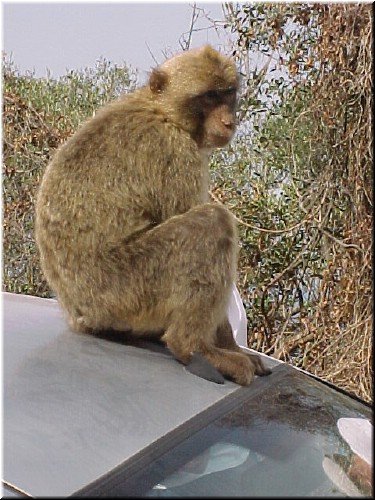 The daily tour buses provide endless amusement for the monkeys - balancing on moving buses is a favorite game.