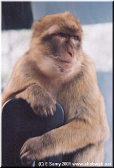 This monkey has a real future in modeling.