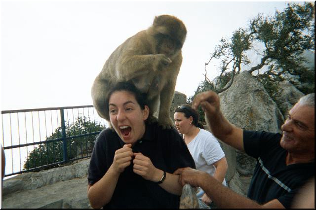 In this case, the monkey seems to be having way more fun than the tourist.