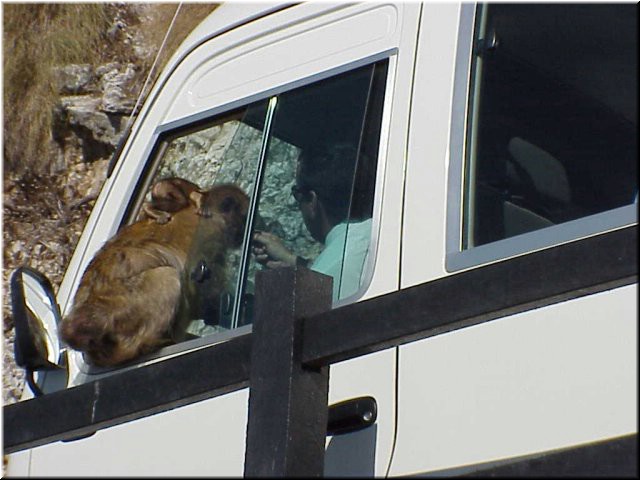 The monkeys regularly leap into the windows of moving tour buses - we saw this happen!