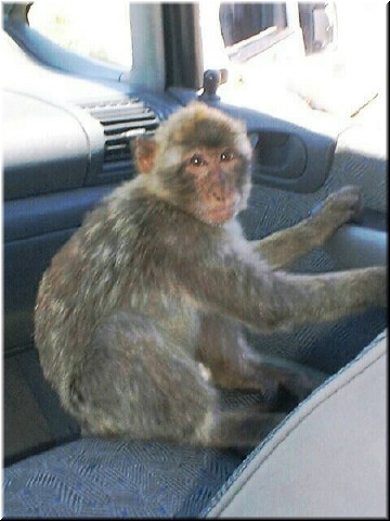 This monkey obviously has some kind of arrangement with the driver of this tour bus.