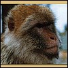 The highlight of every tourist's trip to the top - the lovable Barbary ape.