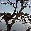 As if the monkeys themselves weren't photogenic enough, the top of the rock is covered with large bonsai trees.