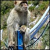 Really, they're not apes at all. They're macaques, a type of tailless monkey from North Africa.