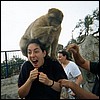 In this case, the monkey seems to be having way more fun than the tourist.