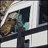 The monkeys regularly leap into the windows of moving tour buses - we saw this happen!