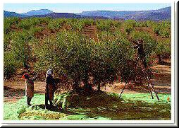 Olives are everywhere in southern Spain, but seem especially representative of Valencia