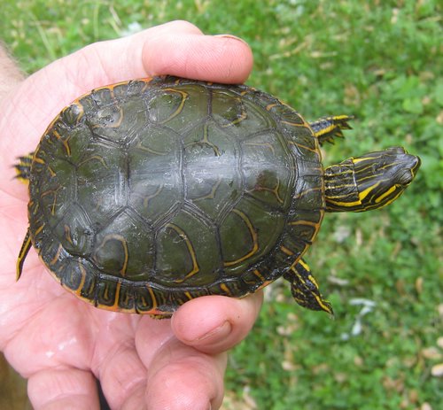 2008Jun_turtle01.jpg