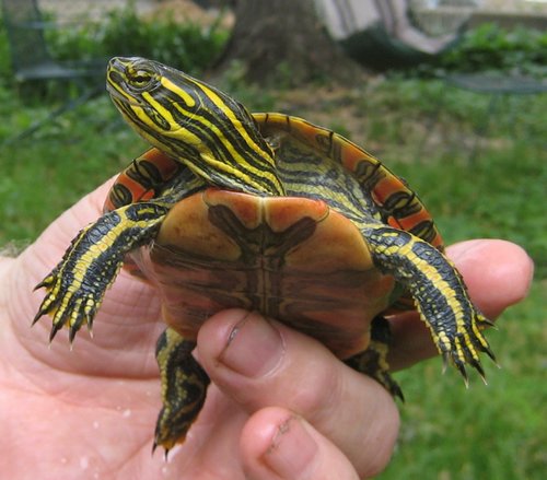 2008Jun_turtle02.jpg