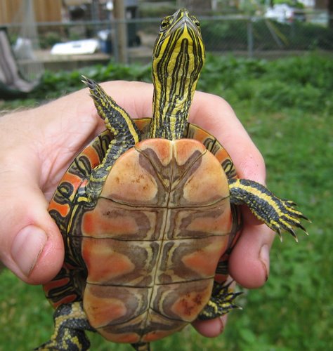 2008Jun_turtle03.jpg