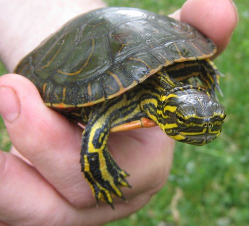 2008Jun_turtle04.jpg