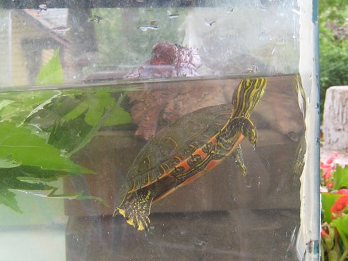 2008Jun_turtle060.jpg