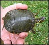 2008Jun_turtle01.jpg