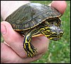 2008Jun_turtle04.jpg